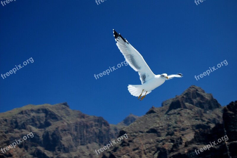 Atlantic Canary Cliff Flock Fly