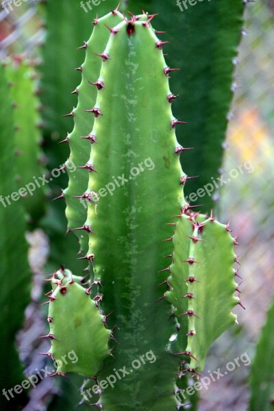 Cactaceae Cactus Container Flowers Garden