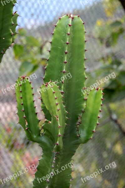 Cactaceae Cactus Container Flowers Garden