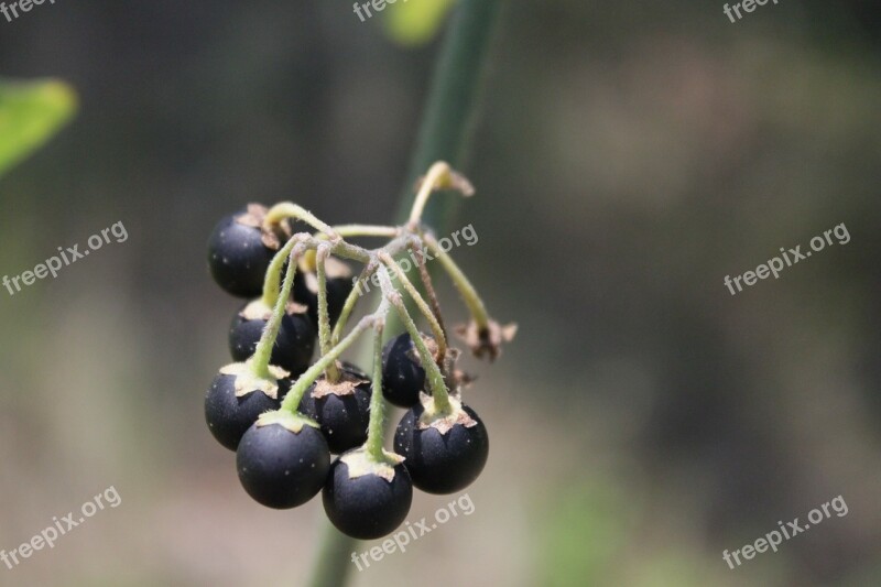 Berries Black Nigrum Poisonous Solanum