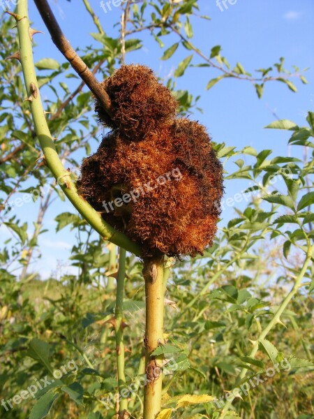 Attacked Disease Fungus Rose Rust