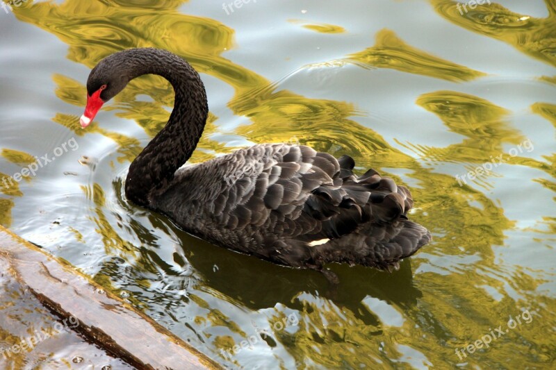 Atratus Black Cygnus Lake Swan