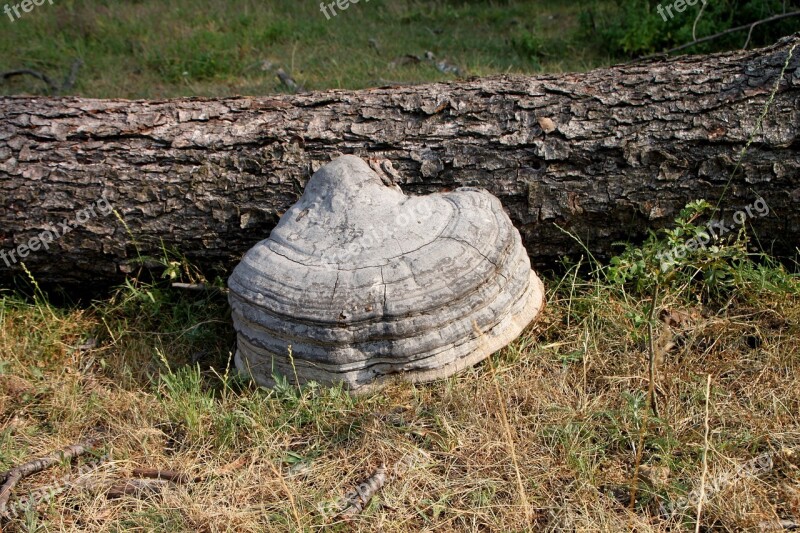 Fungus Hoof Polyporaceae Tinder Trees