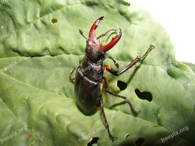 Animals Wildlife Insects Stag Beetle Fly