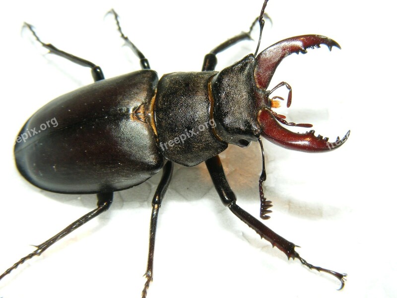 Animals Wildlife Insects Stag Beetle Lucanus