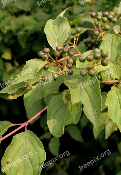 Common Cornus Dogwood Leaves Raw