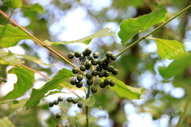 Common Cornus Dogwood Leaves Raw