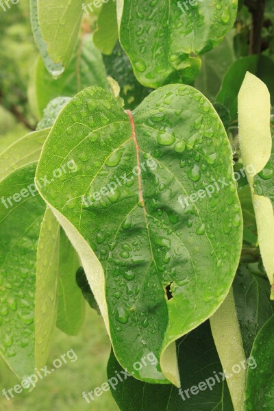 Dew Droplets Drops Leaves Quince