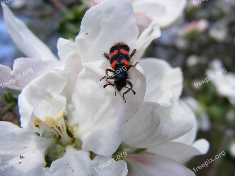 Animals Wildlife Insects Bees Bee Apple