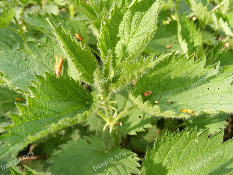 Nature Plants Trees Stinging Nettle