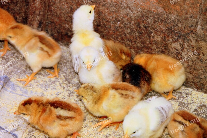 Chicken Chicks Feeding Hen Mother