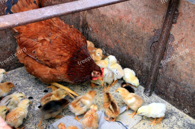 Chicken Chicks Feeding Hen Mother