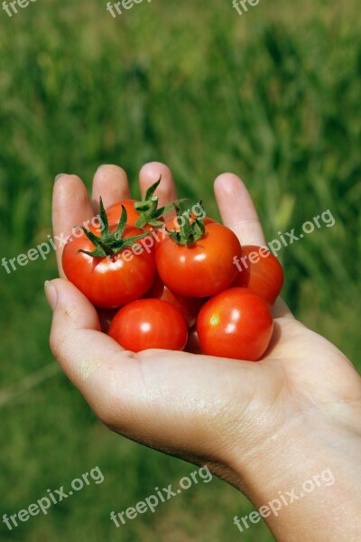 Cherry Hand Handheld Matina Red