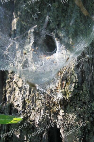 Cobweb Nest Spider Tunnel Web