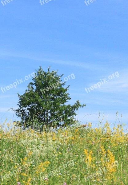 Blue Field Flowers Lonely Sky