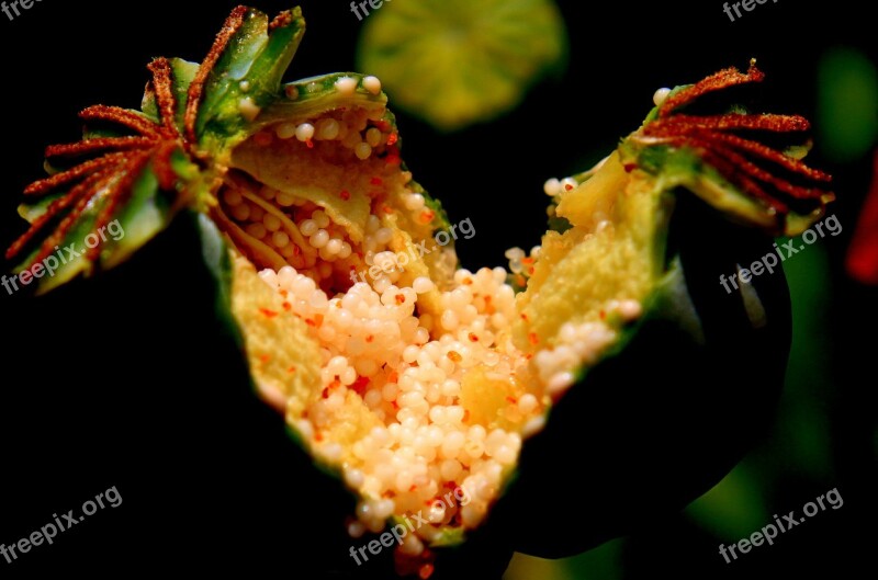 Capsules Garden Opium Papaver Poppy