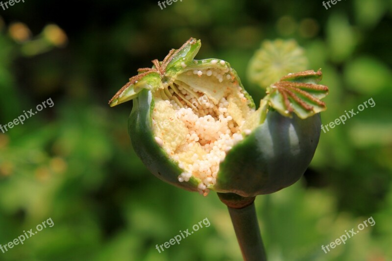 Capsules Garden Opium Papaver Poppy