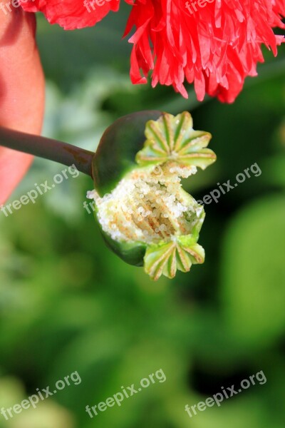 Capsules Garden Opium Papaver Poppy