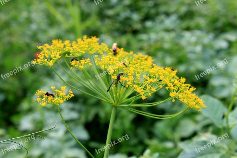 Anethum Apiaceae Dill Flowers Graveolens