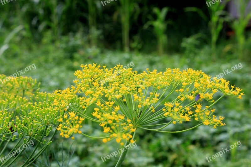 Anethum Apiaceae Dill Flowers Graveolens