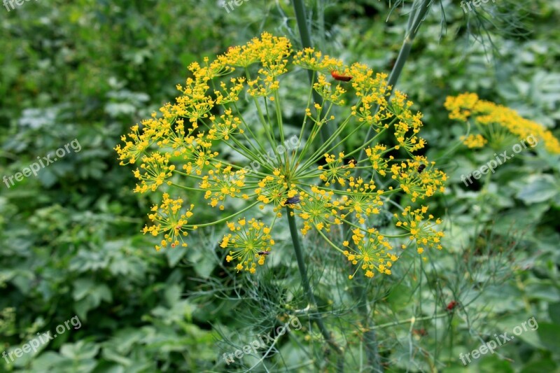 Anethum Apiaceae Dill Flowers Graveolens