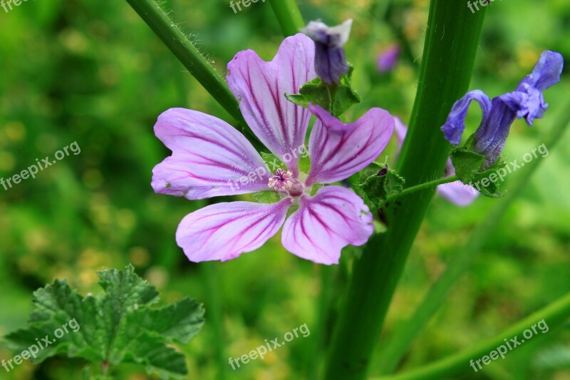 Flowers Mallow Malva Mauve Purple