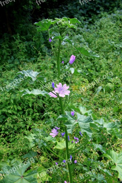 Flowers Mallow Malva Mauve Purple