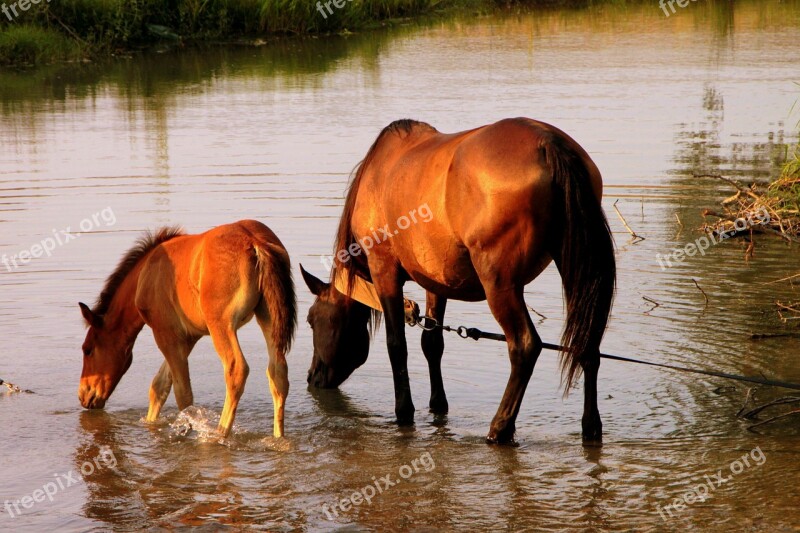 Colt Countryside Drinking Foal Horse