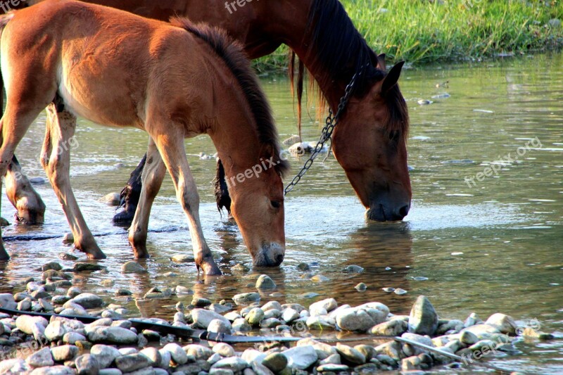 Colt Countryside Drinking Foal Horse