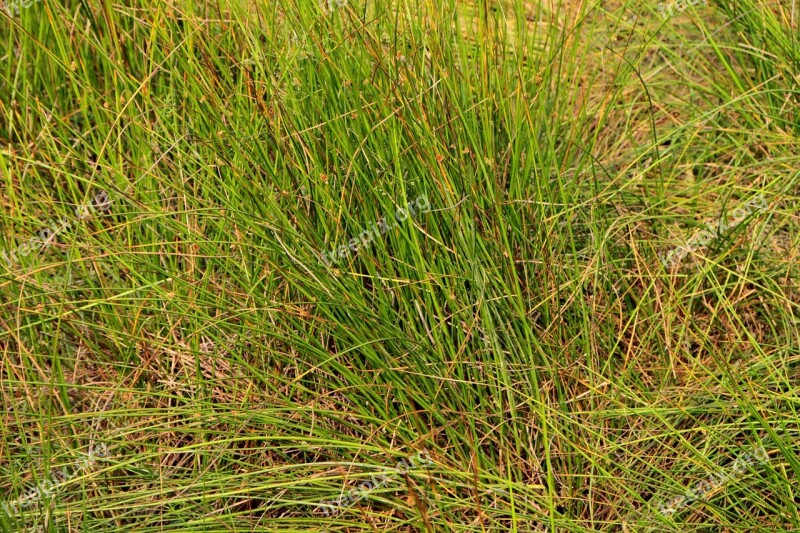 Bulrush Clubrush Cyperaceae Grass Green