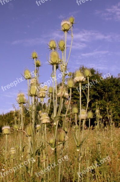 Dipsacus Laciniatus Light Rays Sun