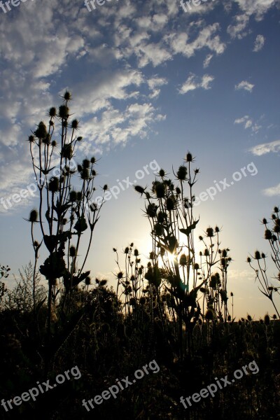 Dipsacus Laciniatus Light Rays Sun