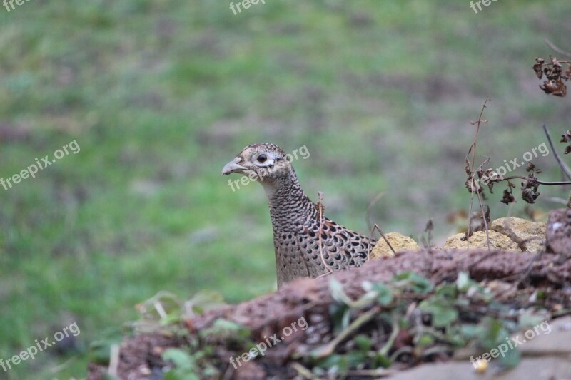 Pheasant Animal Bird Phasianus Colchicus Species