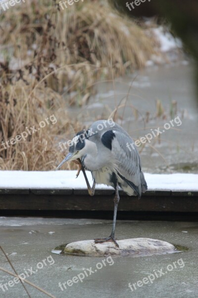 Grey Heron Bird Heron Eastern Plumage