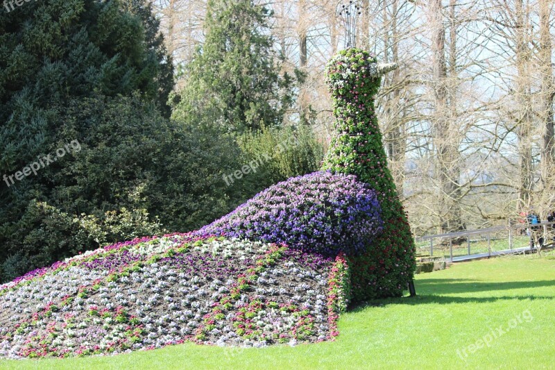 Spring Mainau Peacock Blue Mainau Island