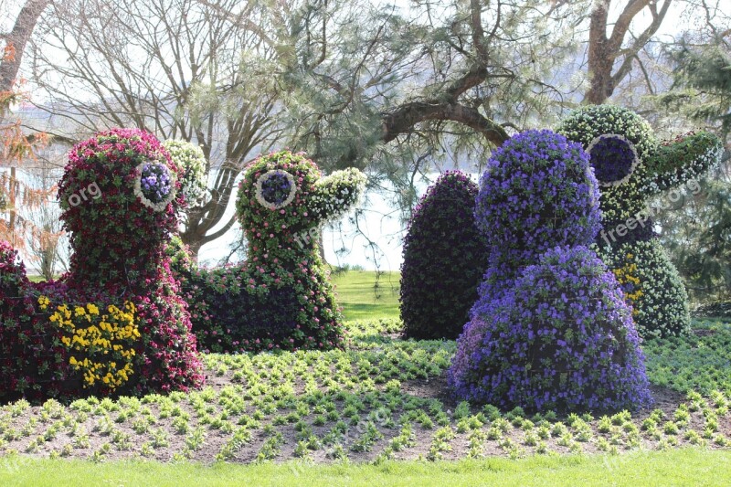 Spring Ducks Mainau Vacations Garden