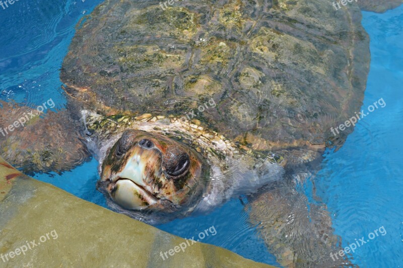 Tamar Project Giant Tortoise Bahia Brazil Strong Beach