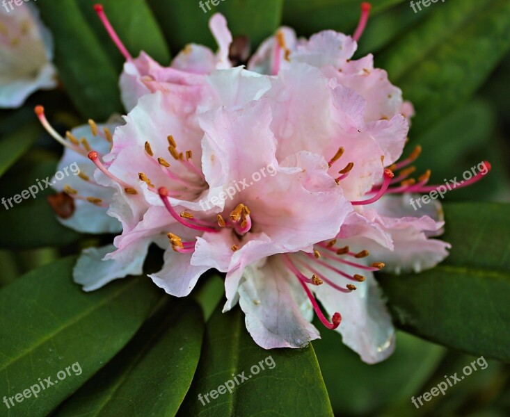 Flowers Pink Flower Azalea Nature