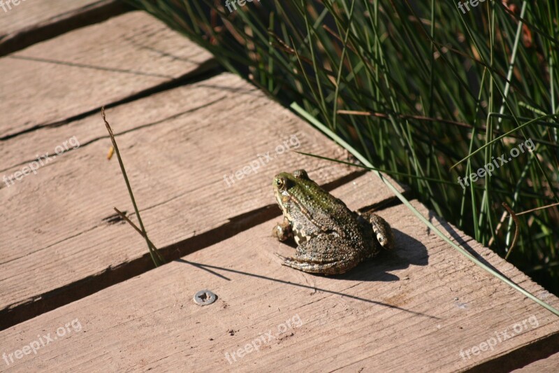 Toad Pontoon Amphibian Free Photos