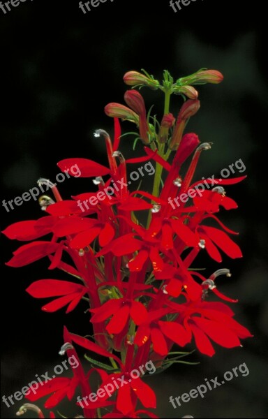 Cardinal Flower Flower Beautiful Plant Stem