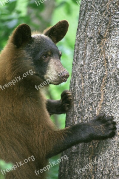 Black Bear Animal Tree Nature Outside