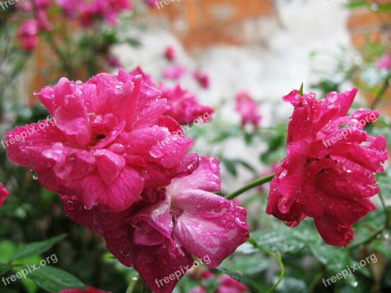 Rain Xitang Watertown Roses Pink