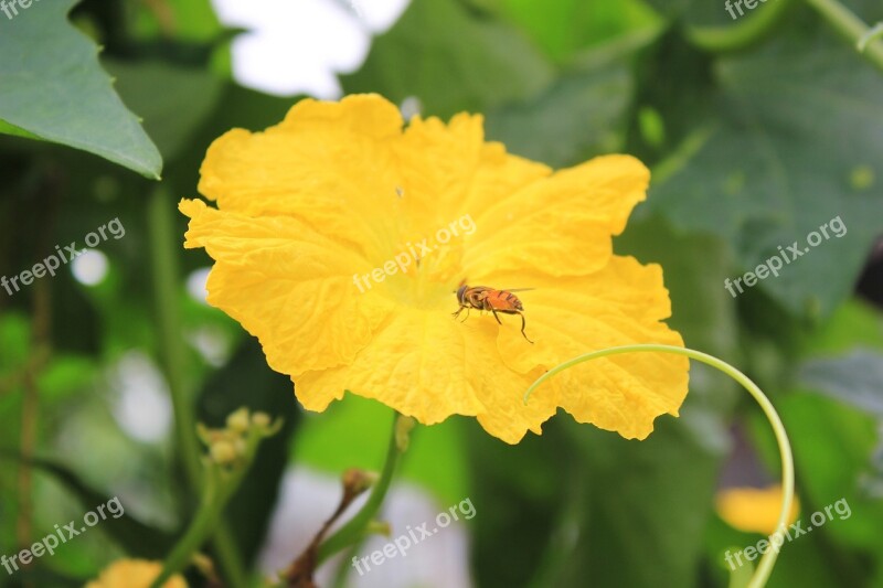 Yellow Flowers Luffa Flowers Bee Collecting Nectar Spring