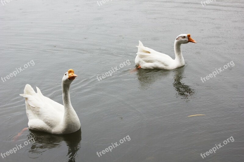 White Goose Pond Animal Water Free Photos