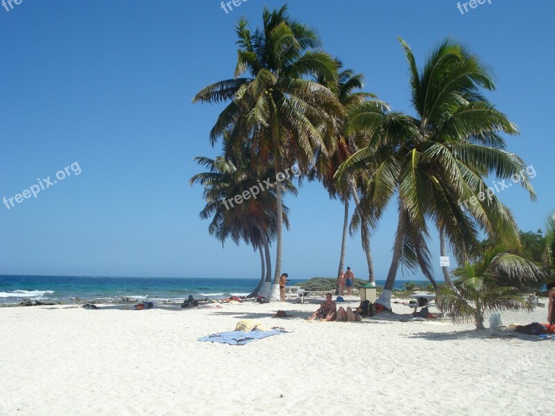 Palm Palm Trees Vacations Beach Sun