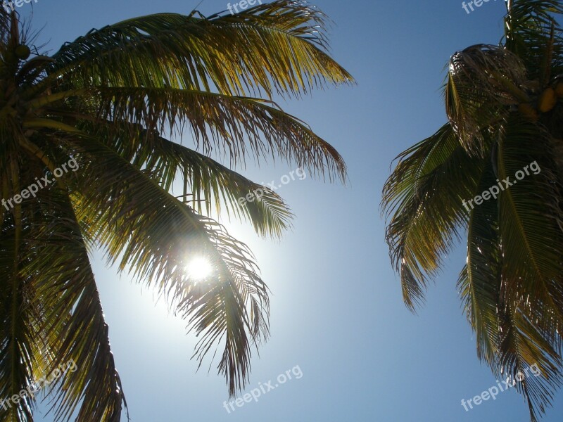 Sun Palm Trees Sky Free Photos