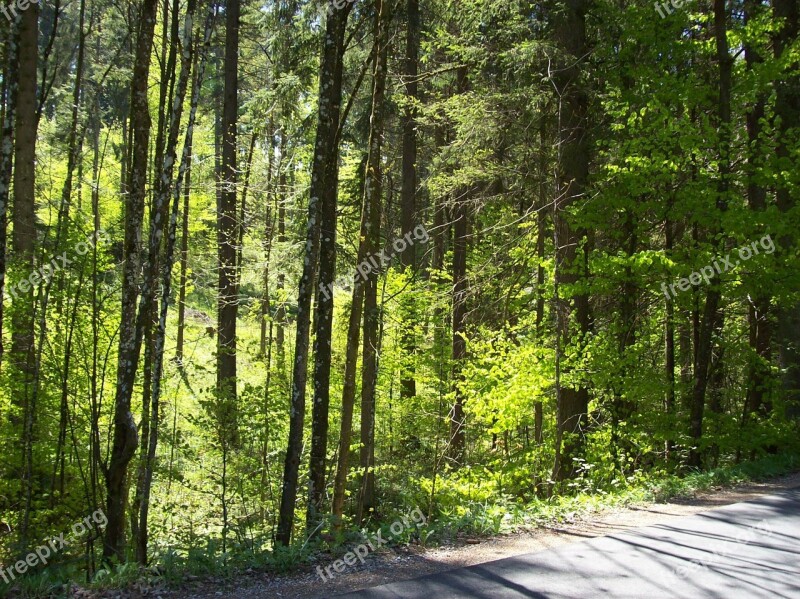 Forest Path Forest Trees Sunlight Free Photos