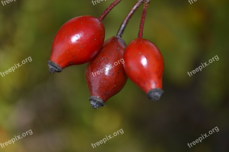 Rosehips Autumn Frost Spike Macro