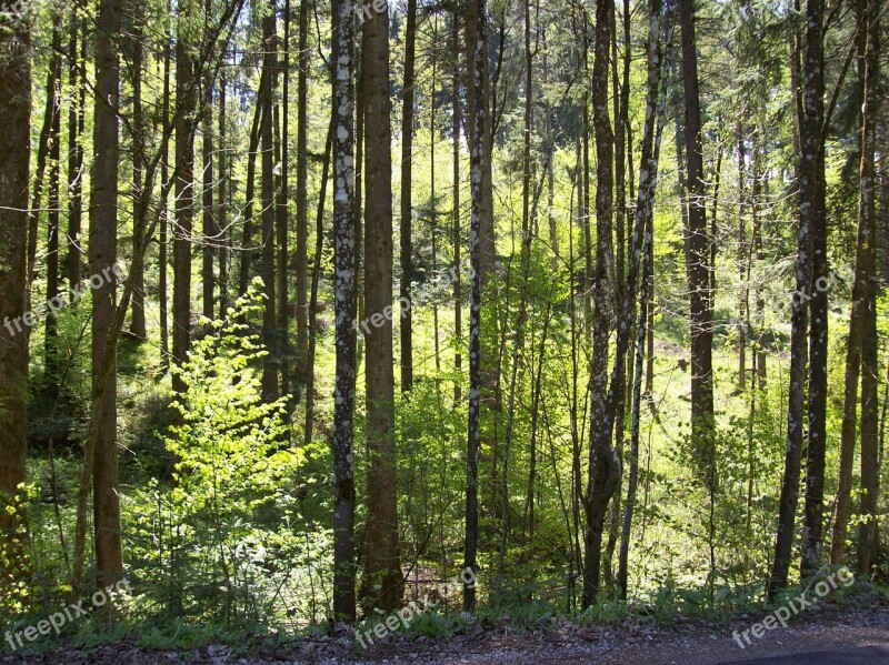 Forest Trees Nature Shine Through Sunlight