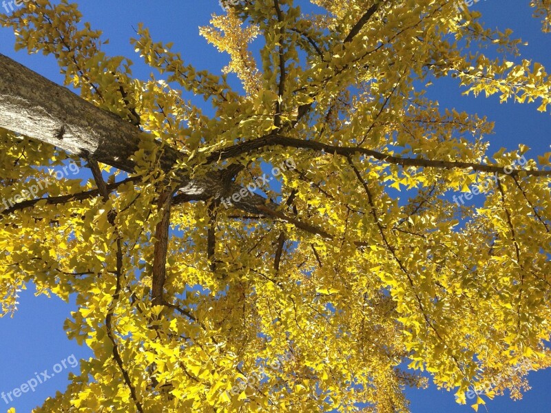 Tree Trees Log Leaves Sky